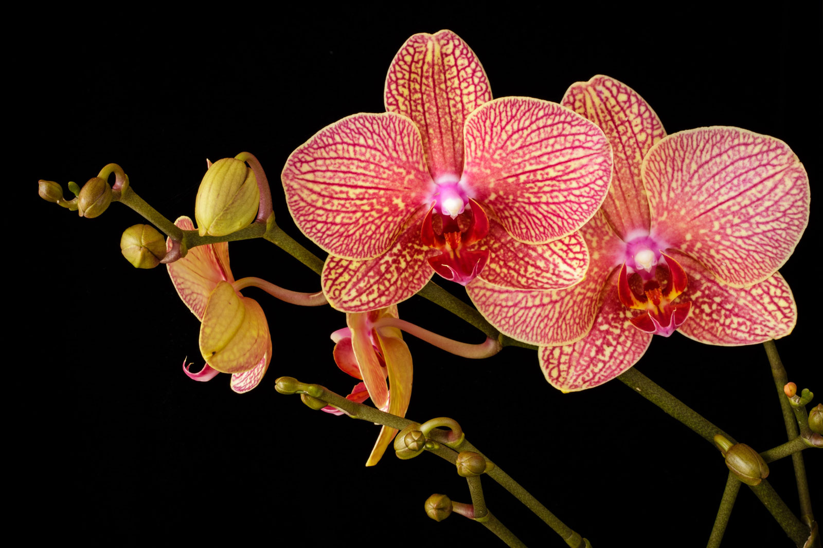 ORCHID
