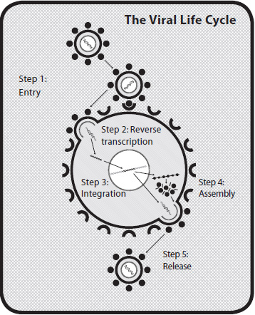 The Viral Life Cycle illustration