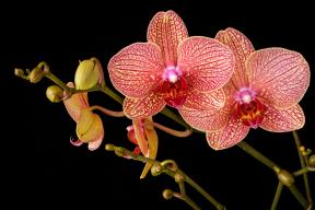 ORCHID