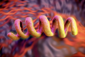 Syphilis fundamentals